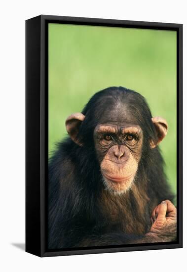 Young Chimpanzee-DLILLC-Framed Premier Image Canvas