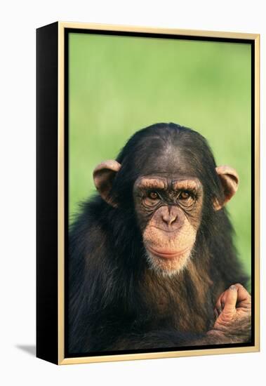 Young Chimpanzee-DLILLC-Framed Premier Image Canvas