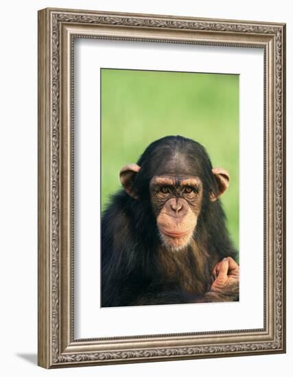 Young Chimpanzee-DLILLC-Framed Photographic Print