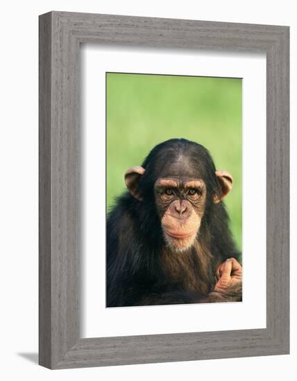 Young Chimpanzee-DLILLC-Framed Photographic Print