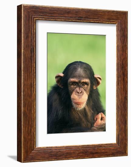 Young Chimpanzee-DLILLC-Framed Photographic Print