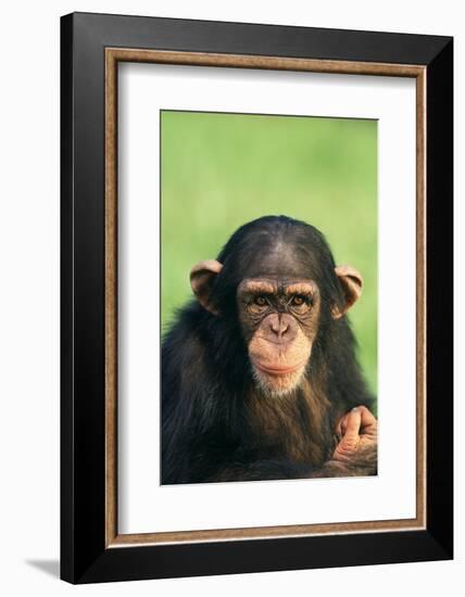 Young Chimpanzee-DLILLC-Framed Photographic Print