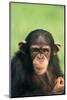 Young Chimpanzee-DLILLC-Mounted Photographic Print