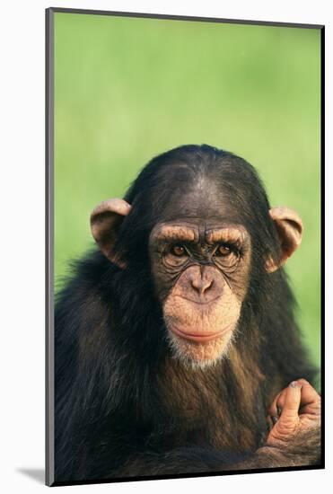 Young Chimpanzee-DLILLC-Mounted Photographic Print