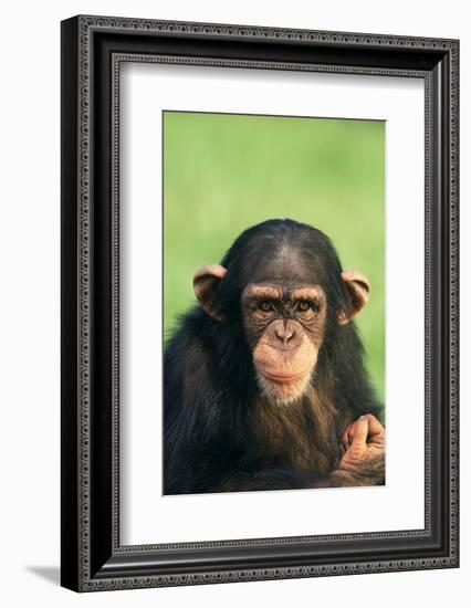 Young Chimpanzee-DLILLC-Framed Photographic Print