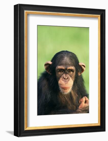 Young Chimpanzee-DLILLC-Framed Photographic Print