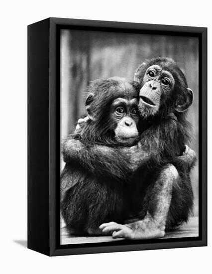 Young Chimpanzees-null-Framed Premier Image Canvas