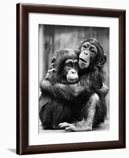 Young Chimpanzees-null-Framed Photographic Print