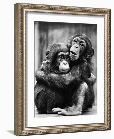 Young Chimpanzees-null-Framed Photographic Print