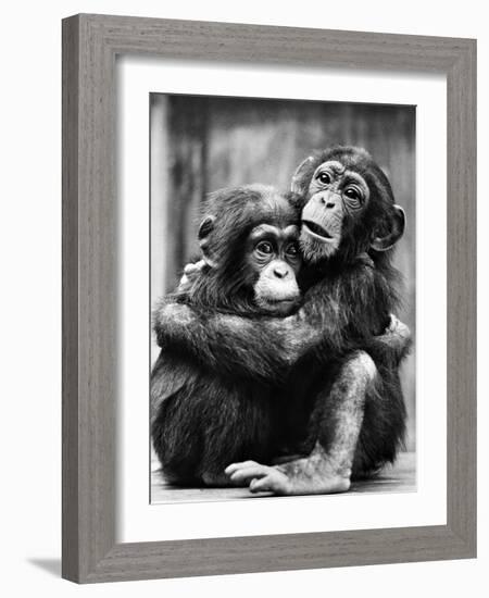 Young Chimpanzees-null-Framed Photographic Print