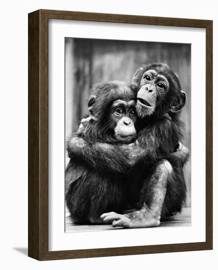 Young Chimpanzees-null-Framed Photographic Print