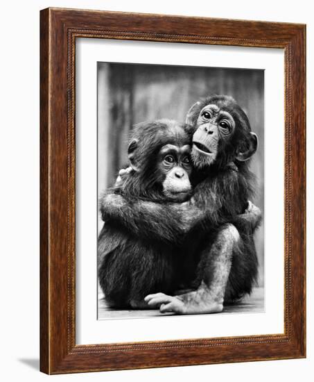 Young Chimpanzees-null-Framed Photographic Print