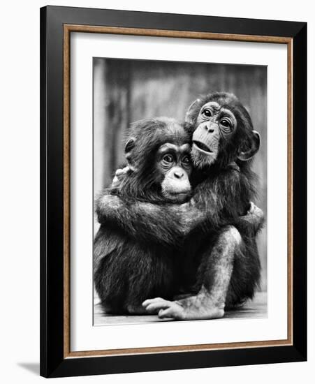 Young Chimpanzees-null-Framed Photographic Print