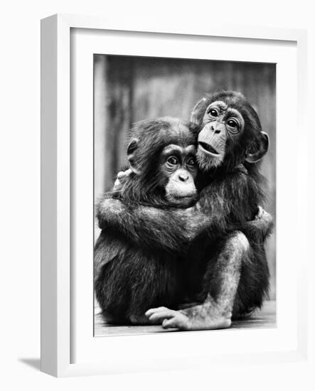 Young Chimpanzees-null-Framed Photographic Print