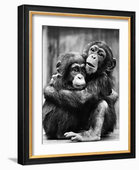 Young Chimpanzees-null-Framed Photographic Print