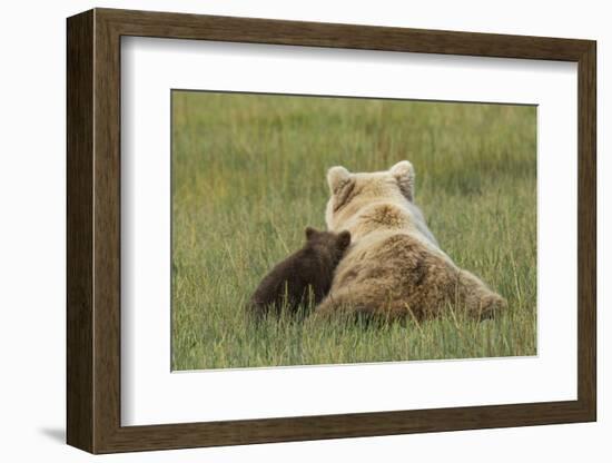 Young coastal grizzly cub leans against its mother . Lake Clark National Park, Alaska.-Brenda Tharp-Framed Photographic Print