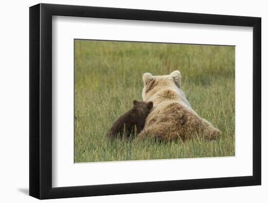 Young coastal grizzly cub leans against its mother . Lake Clark National Park, Alaska.-Brenda Tharp-Framed Photographic Print