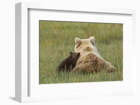 Young coastal grizzly cub leans against its mother . Lake Clark National Park, Alaska.-Brenda Tharp-Framed Photographic Print