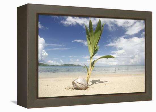 Young coconut palm tree establishing itself on an island, Fiji, Pacific-Don Mammoser-Framed Premier Image Canvas