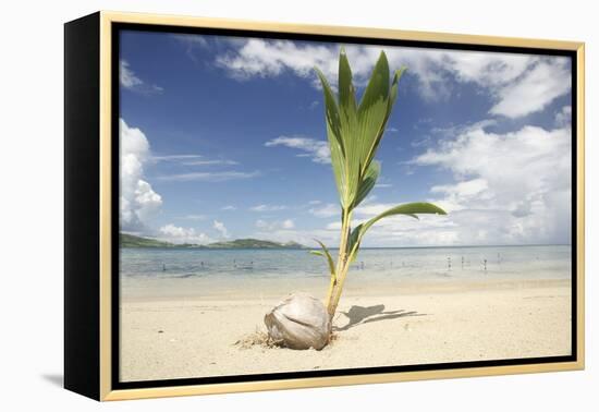 Young coconut palm tree establishing itself on an island, Fiji, Pacific-Don Mammoser-Framed Premier Image Canvas