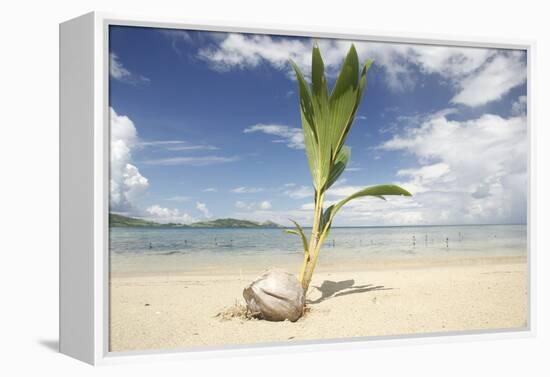 Young coconut palm tree establishing itself on an island, Fiji, Pacific-Don Mammoser-Framed Premier Image Canvas