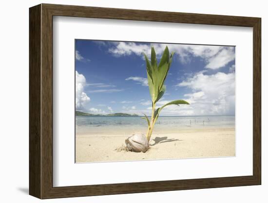 Young coconut palm tree establishing itself on an island, Fiji, Pacific-Don Mammoser-Framed Photographic Print