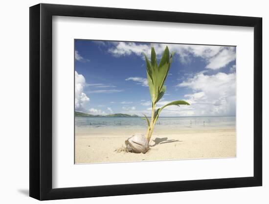 Young coconut palm tree establishing itself on an island, Fiji, Pacific-Don Mammoser-Framed Photographic Print