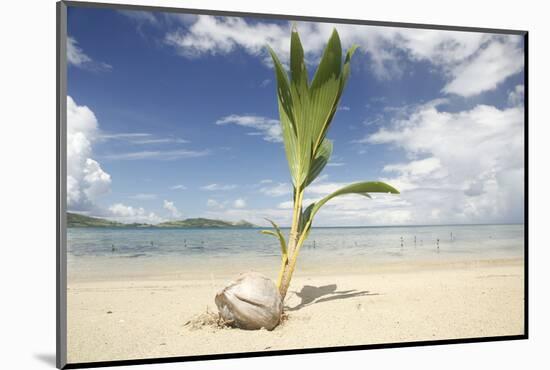 Young coconut palm tree establishing itself on an island, Fiji, Pacific-Don Mammoser-Mounted Photographic Print