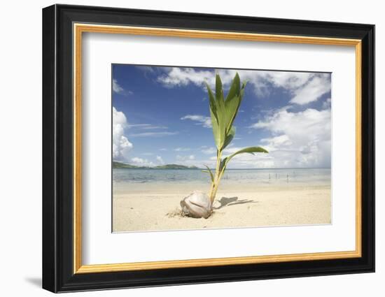 Young coconut palm tree establishing itself on an island, Fiji, Pacific-Don Mammoser-Framed Photographic Print