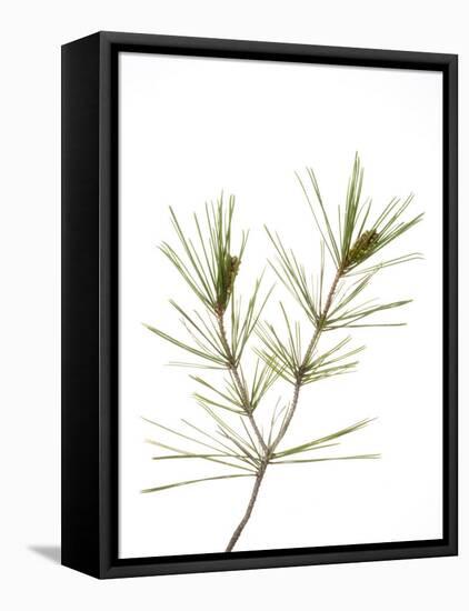 Young Cones on Twig of Aleppo Pine Tree Spain-Niall Benvie-Framed Premier Image Canvas