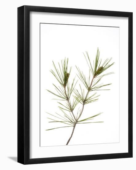 Young Cones on Twig of Aleppo Pine Tree Spain-Niall Benvie-Framed Photographic Print