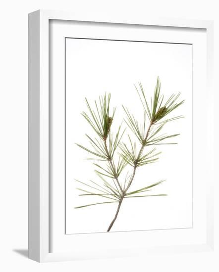 Young Cones on Twig of Aleppo Pine Tree Spain-Niall Benvie-Framed Photographic Print