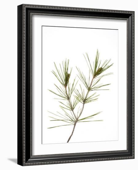 Young Cones on Twig of Aleppo Pine Tree Spain-Niall Benvie-Framed Photographic Print