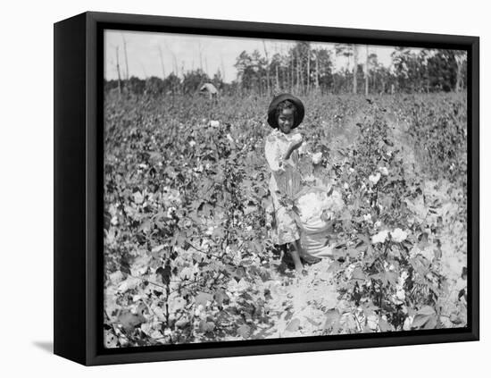 Young Cotton Picker-null-Framed Premier Image Canvas