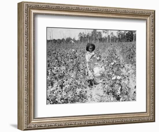 Young Cotton Picker-null-Framed Photographic Print