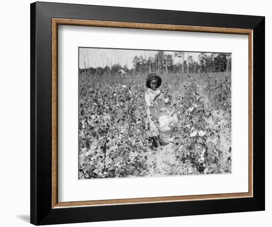 Young Cotton Picker-null-Framed Photographic Print