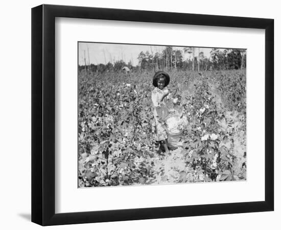 Young Cotton Picker-null-Framed Photographic Print