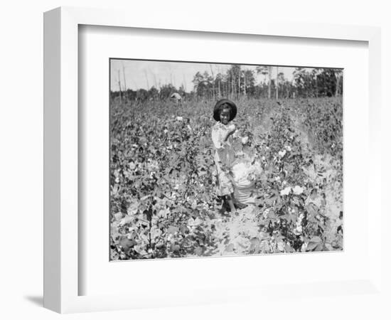 Young Cotton Picker-null-Framed Photographic Print