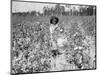 Young Cotton Picker-null-Mounted Photographic Print