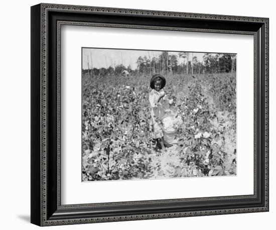 Young Cotton Picker-null-Framed Photographic Print