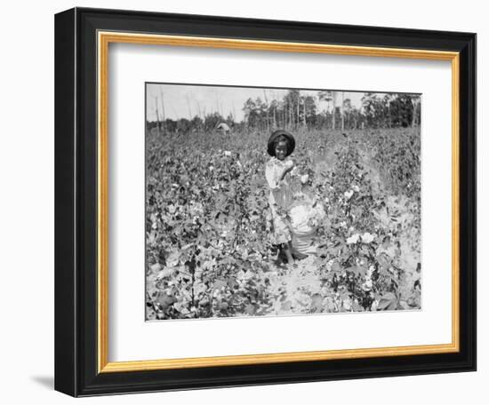 Young Cotton Picker-null-Framed Photographic Print