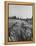 Young Couple Walking by a Grain Field-Ed Clark-Framed Premier Image Canvas