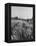 Young Couple Walking by a Grain Field-Ed Clark-Framed Premier Image Canvas