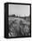 Young Couple Walking by a Grain Field-Ed Clark-Framed Premier Image Canvas