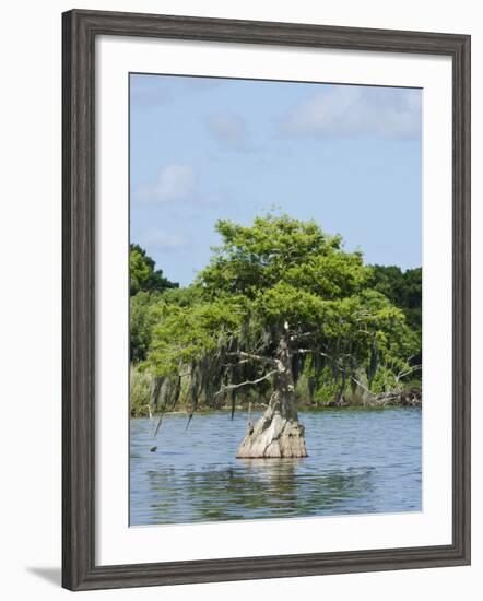Young Cyprus Tree, Everglades, UNESCO World Heritage Site, Florida, USA, North America-Michael DeFreitas-Framed Photographic Print