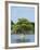 Young Cyprus Tree, Everglades, UNESCO World Heritage Site, Florida, USA, North America-Michael DeFreitas-Framed Photographic Print