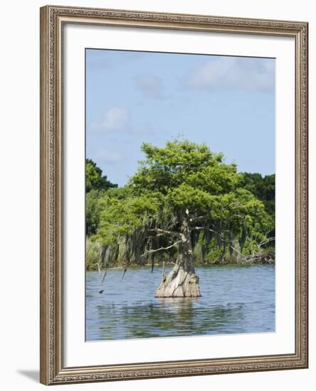 Young Cyprus Tree, Everglades, UNESCO World Heritage Site, Florida, USA, North America-Michael DeFreitas-Framed Photographic Print