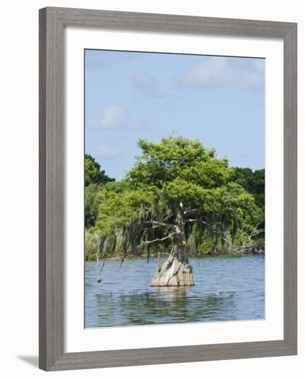 Young Cyprus Tree, Everglades, UNESCO World Heritage Site, Florida, USA, North America-Michael DeFreitas-Framed Photographic Print