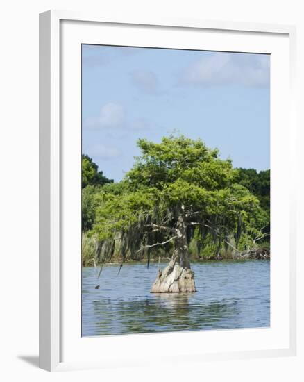 Young Cyprus Tree, Everglades, UNESCO World Heritage Site, Florida, USA, North America-Michael DeFreitas-Framed Photographic Print