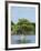 Young Cyprus Tree, Everglades, UNESCO World Heritage Site, Florida, USA, North America-Michael DeFreitas-Framed Photographic Print